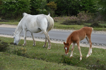 Naklejka na ściany i meble Pony New Forest National Park Hampshire England UK