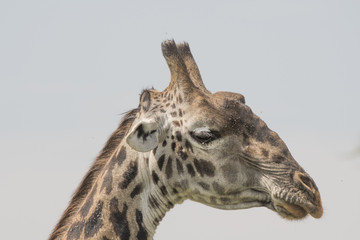 Fototapeta premium Giraffe Profile