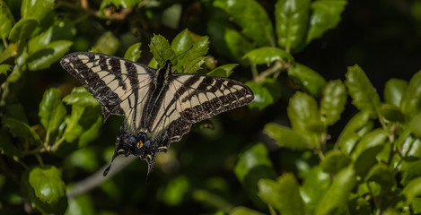 Swallowtail Perched