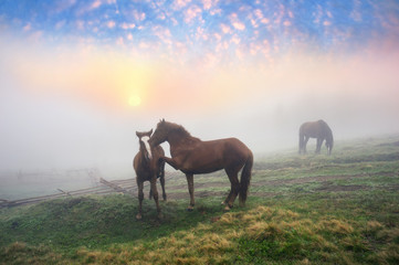 Horses in the fog at dawn
