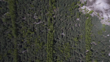 The photo of the forest was taken with a quadrocopter