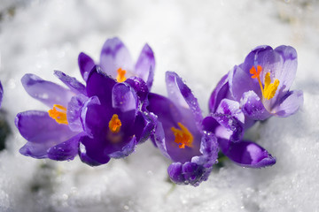 Crocus frosty morning