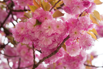 Ukrainian Sakura in the Carpathians