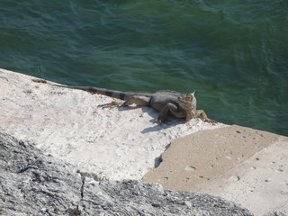 Gecko on a rock at the sea