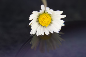 Obraz premium Single daisy after rain
