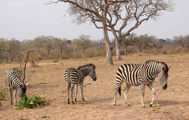 Obraz premium South African Zebra struggling for food in arid climate