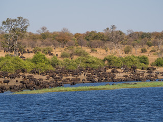 Fototapeta na wymiar Large herd of water buffalos drinking from Chobe River, Chobe NP, Botswana, Africa