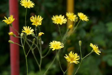 Yellow wild flowers on a lawn in the yard