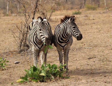 South African Zebra struggling for food in arid climate