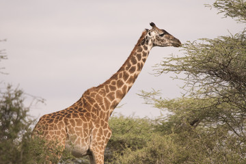 Giraffe in Sunset