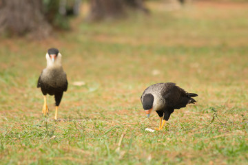 Brazilian Bird