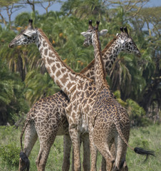 Giraffe Trio