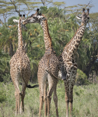 Giraffe Trio