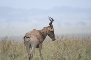 Hartebeest, Serengeti
