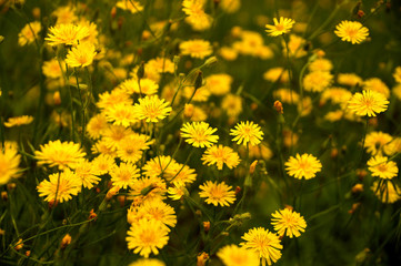 Yellow wild flowers on a lawn in the yard