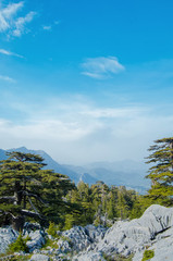 Mountain and green forest on the landscape view.