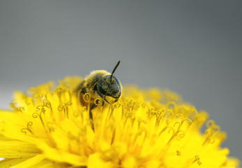  small black bee gathers nectar from yellow flower of dandelion