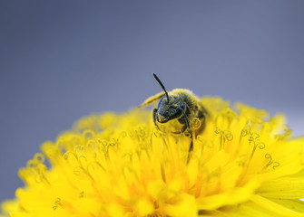  black bee gathers nectar from yellow flower of dandelion