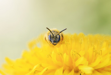 a small  bee gathers nectar from yellow flower of dandelion