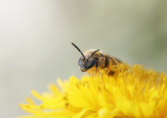 little honey bee gathers nectar from yellow flower of dandelion