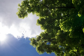 Leaves of the green tree during sunny day. Slovakia