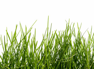 spring green grass on white isolated background