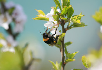 hairy  bumblebee collects nectar from cherry blossoms in spring