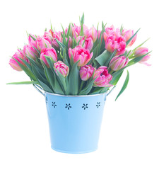 Bouquet of fresh bright pink tulips in blue metal pot isolated on white background