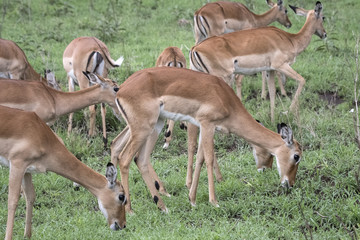 Impala Harem