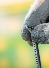 A small gray snake in hand, wearing gloves. The vertical frame.