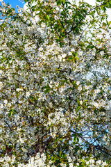 Blossoming apricot tree