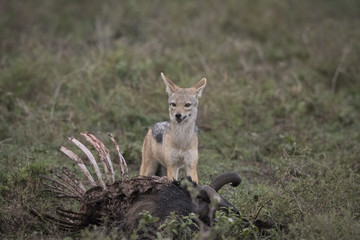 Jackal on Kill, Serengeti