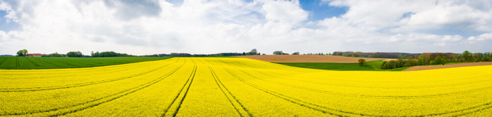Ackerbau - gelb blühends Rapsfeld , Luftbild - Panorama