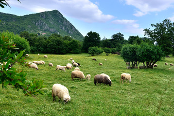 Highland pasture