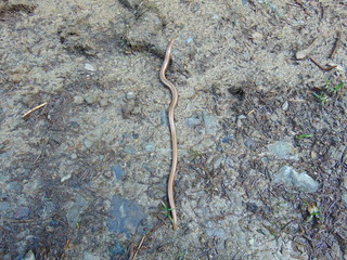 Blindschleiche auf dem Weg