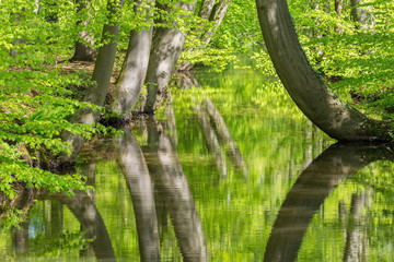 Beech tree trunks with water in spring forest