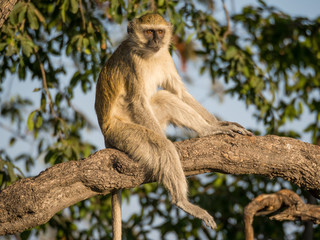 Vervet Monkey sitting relaxed in a tree on a sunny day, Chobe NP, Botswana, Africa