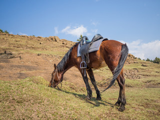 Basuto pony or horse grazing peacefully in the mountains of Lesotho, Africa
