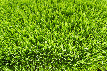 Field of fresh green grass texture as a background, top close up view