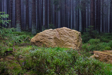 The old and autumn forest in Harz, Germany