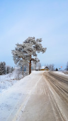 Obraz na płótnie Canvas A tree by the road in winter