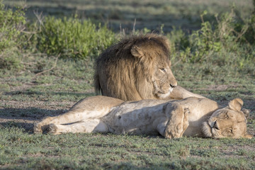Lion Couple