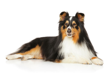 Shetland Sheepdog lying