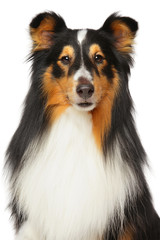 Shetland Sheepdog portrait