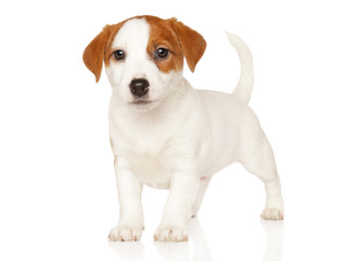 Jack Russell terrier in stand