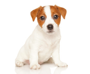 Jack Russell terrier on white - obrazy, fototapety, plakaty
