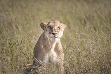 Female Lion, Serengeti