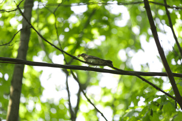 The thrush looking for food for the Chicks