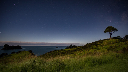 Coromandel Stars