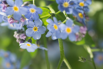 forget-me-not blue spring small flowers